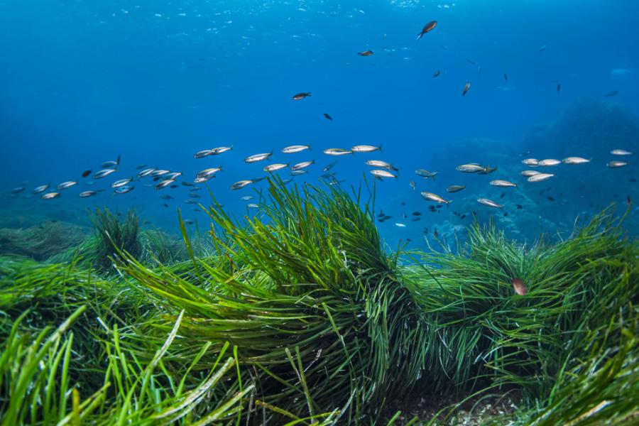 Морската трева – ливада, пълна с живот: Софийски фестивал на науката 2021