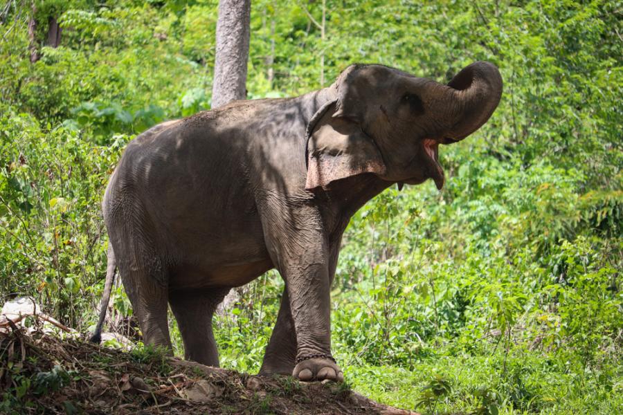 Когато любимият им човек се прозее, слоновете също се прозяват