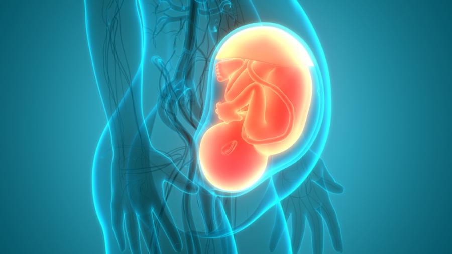 Тази анимация показва как се движат органите на жената по време на бременността