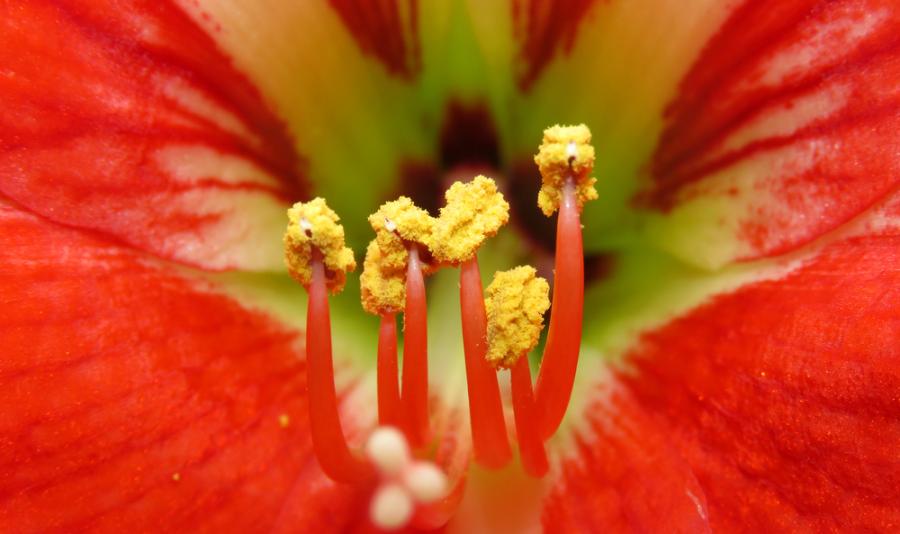 Всяко зрънце цветен прашец разказва история