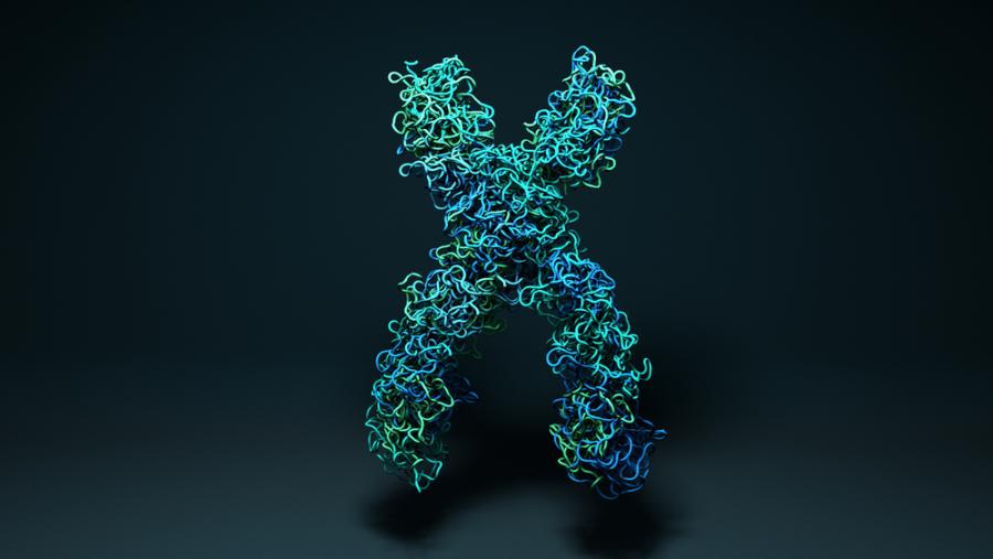 Хромозомите не изглеждат по начина, по който си мислите – създадоха 3D изображение на реална хромозома