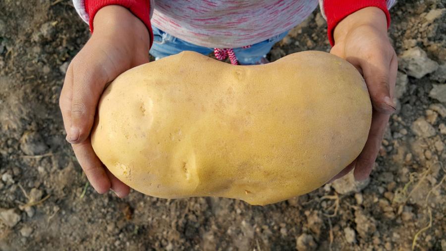 Оказва се, че „най-големият картоф в света“ всъщност не е картоф