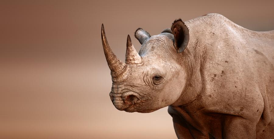 Роговете на носорозите вече не са такива, каквито бяха някога. И ние сме си виновни