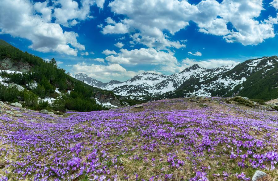 Застрашени растения в страната, засегнати от климатичните промени