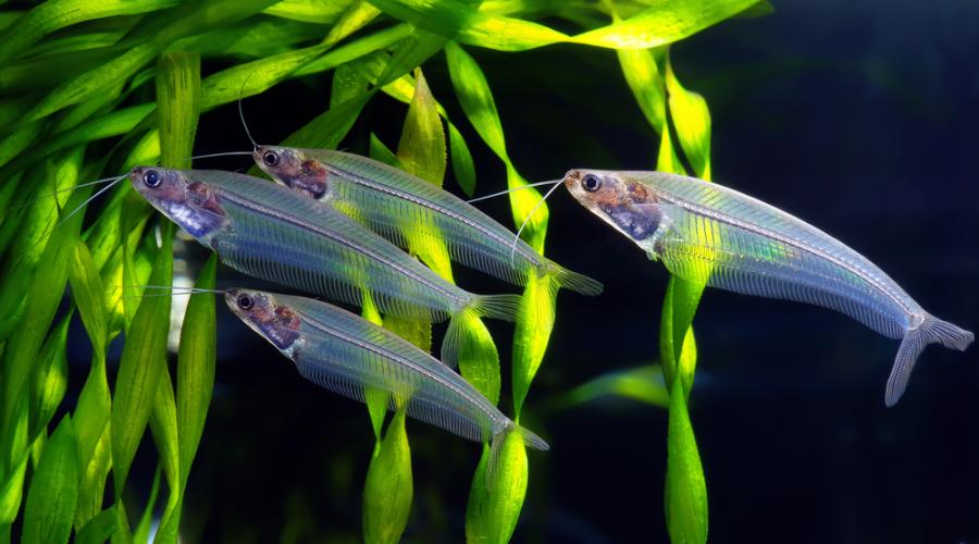 Установиха защо малка прозрачна рибка блести с цветовете на дъгата