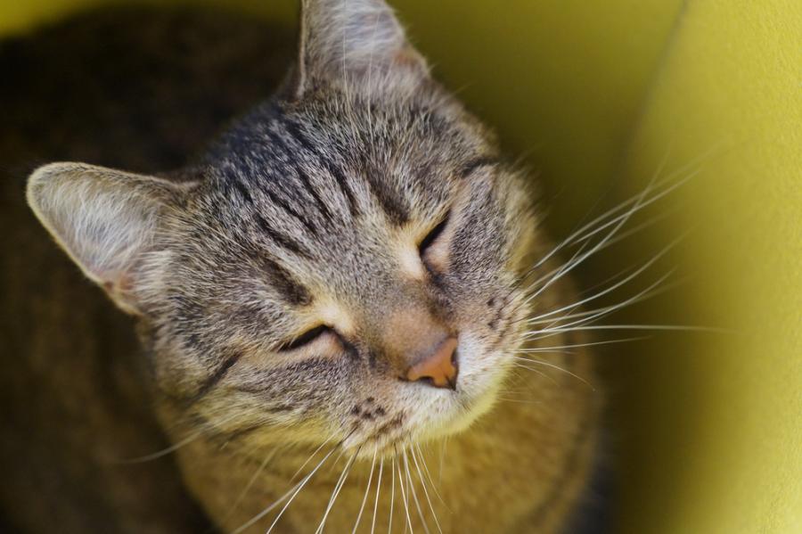 Учени: Бавните мигания наистина работят при общуването с котките