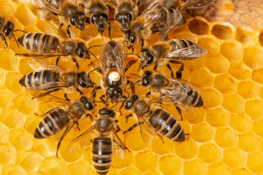 Първите пчели са се появили преди повече от 120 млн. години на древен суперконтинент