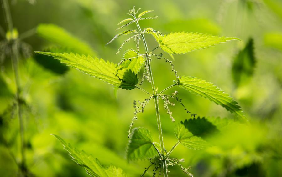 Копривата и нейните възможности за справяне с парниковите газове