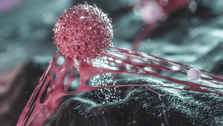 Инжектирането на бактерии в тумори кара имунната система да атакува рака