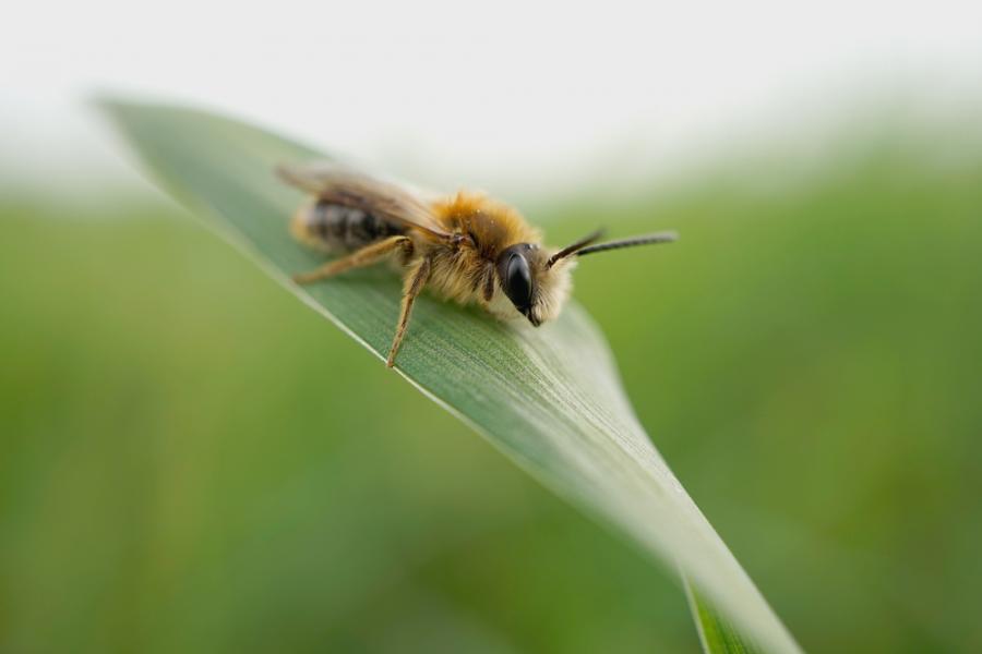 Полуестественото отглеждане на пчелите зидарки – стратегия за запазване на популацията в условията на променящ се климат