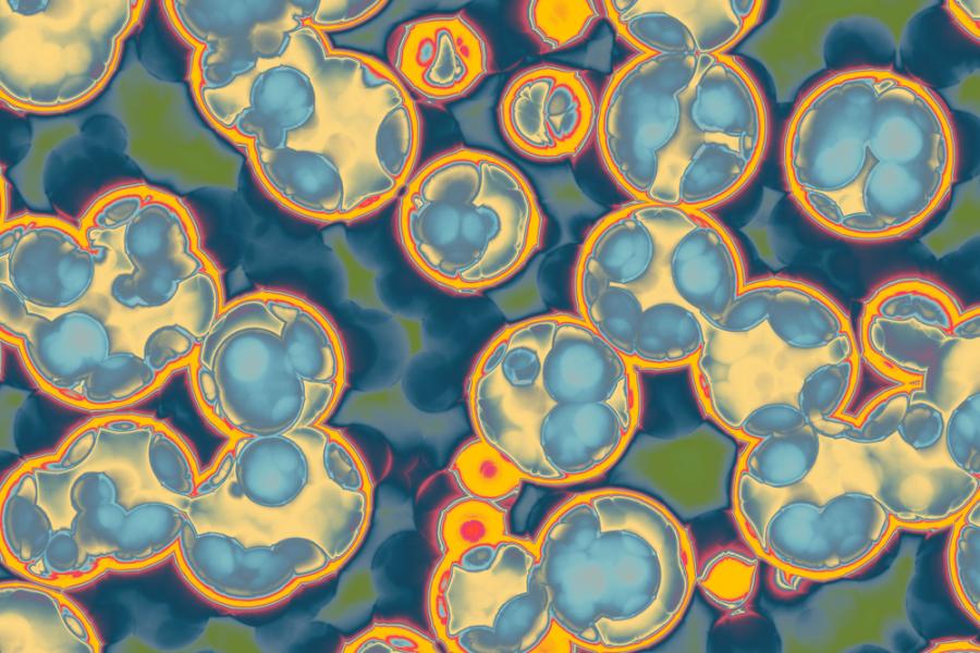 Потенциалните опасности, които крият подсладителите