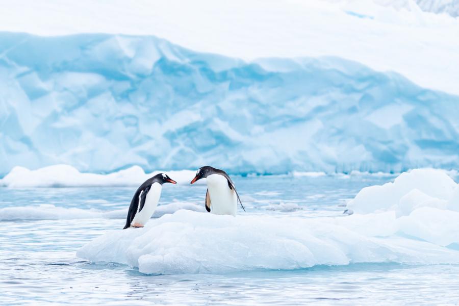 Намаляването на популациите на пингвини може да влоши изменението на климата