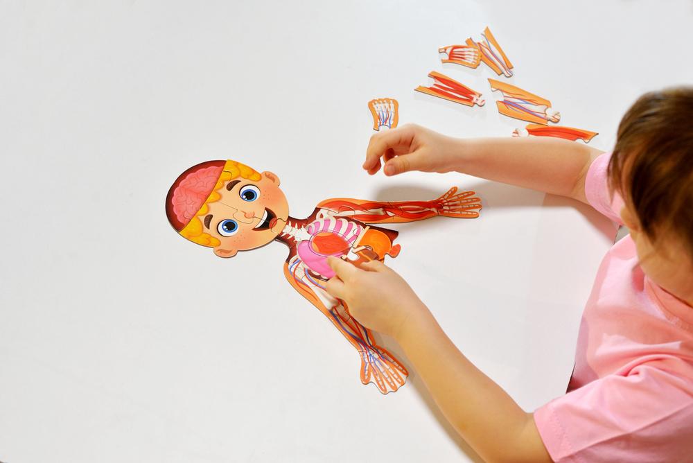 6 невероятни факта за човешкото тяло