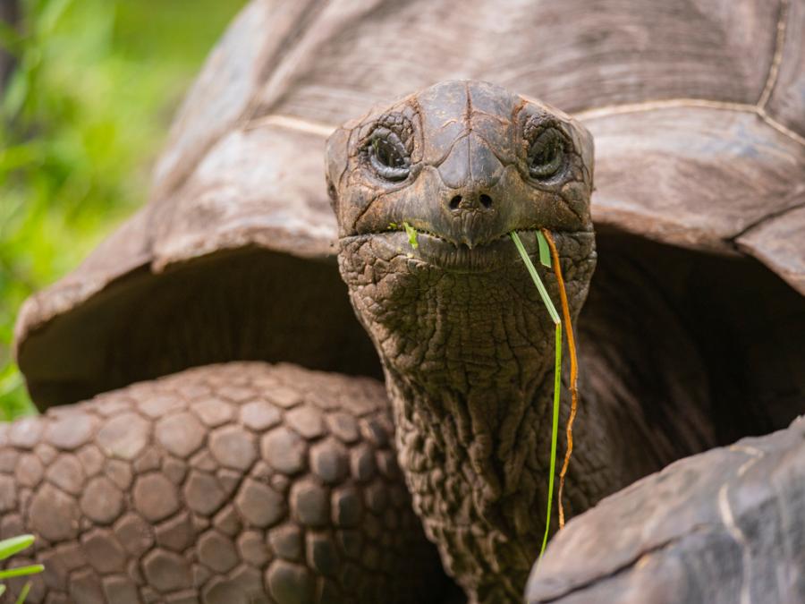 За първи път заснеха костенурка, тръгнала на лов… много бавно