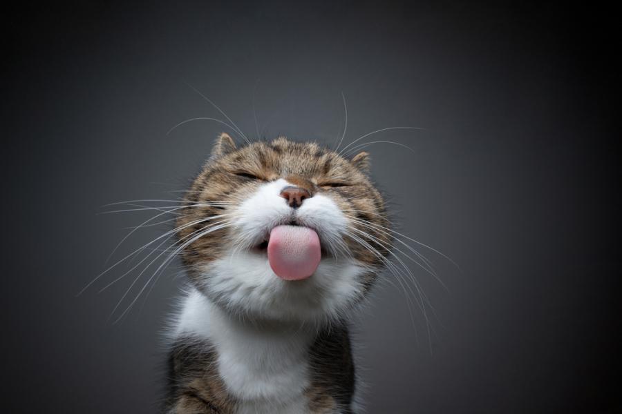 Котките правят близо 300 физиономии, чрез които общуват