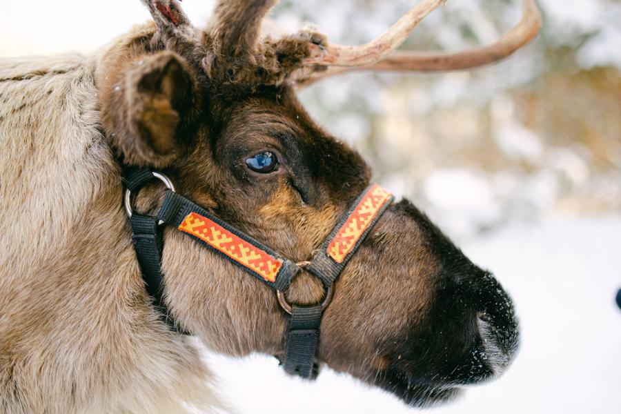 Популацията на северните елени в Арктика може да намалее с 80% до 2100 г.