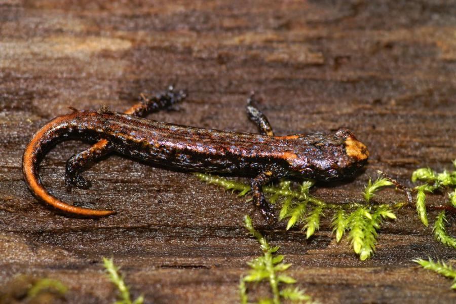 Невероятно видео показва как саламандрите са истински майстори на скайдайвинга
