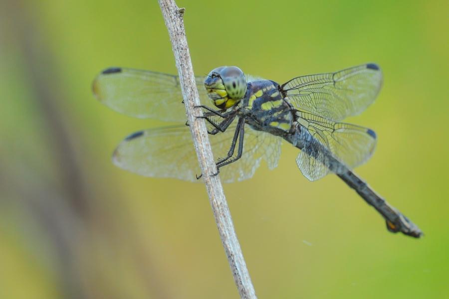 Рекордьорът притежател на най-много очи