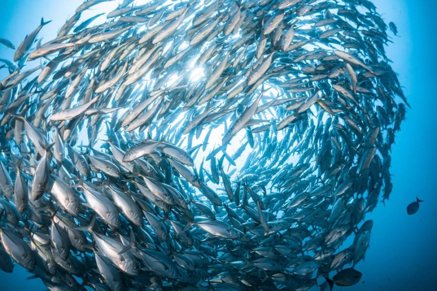 Химикалите от канализацията превръщат рибите от самци в самки