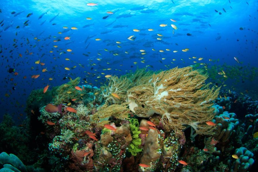 Египет може да се окаже последното убежище на коралите на фона на глобалното затопляне