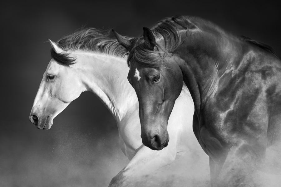 15 любопитни факта за конете