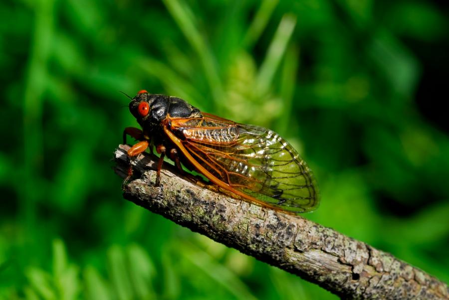 Древните цикади са били значително по-тихи насекоми