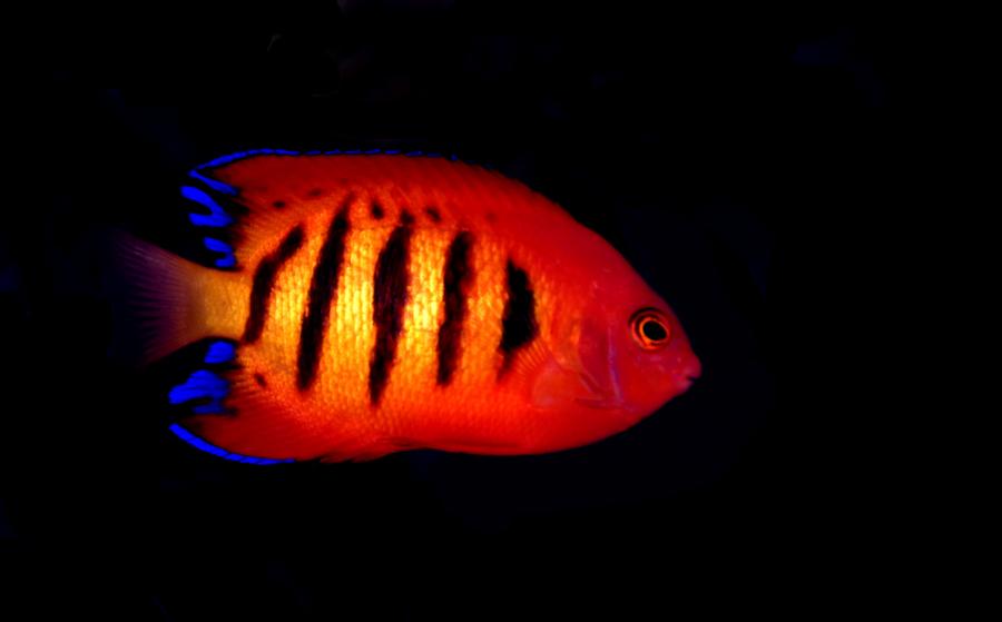 Тройноперката - рибата, която свети в червено