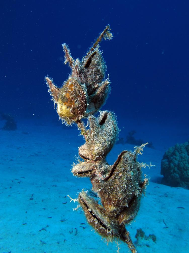 Черупките на стридите са най-широко отворени преди и по време на новолуние