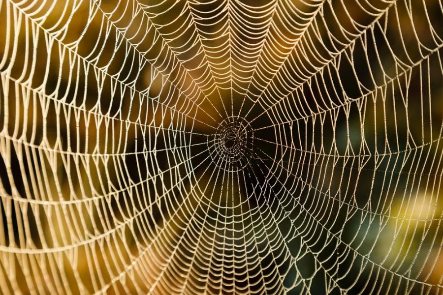 Учени преобразуваха паяжините в музика и крайният резултат е невероятен