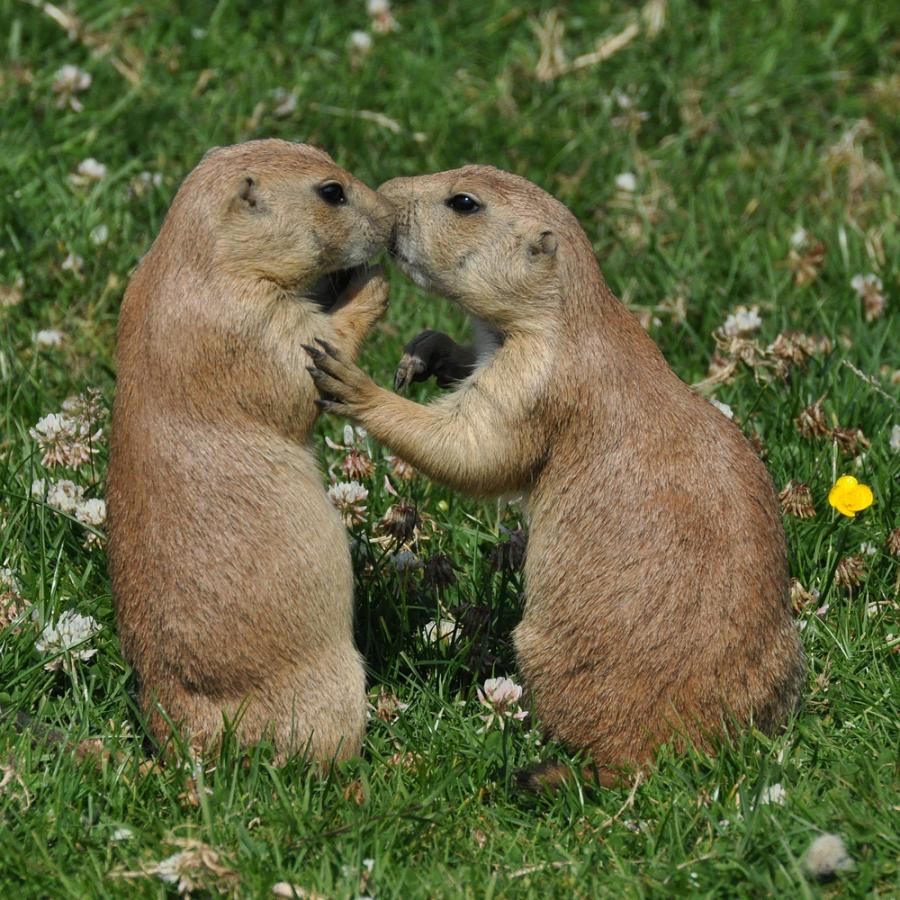 Прерийните кучета се целуват