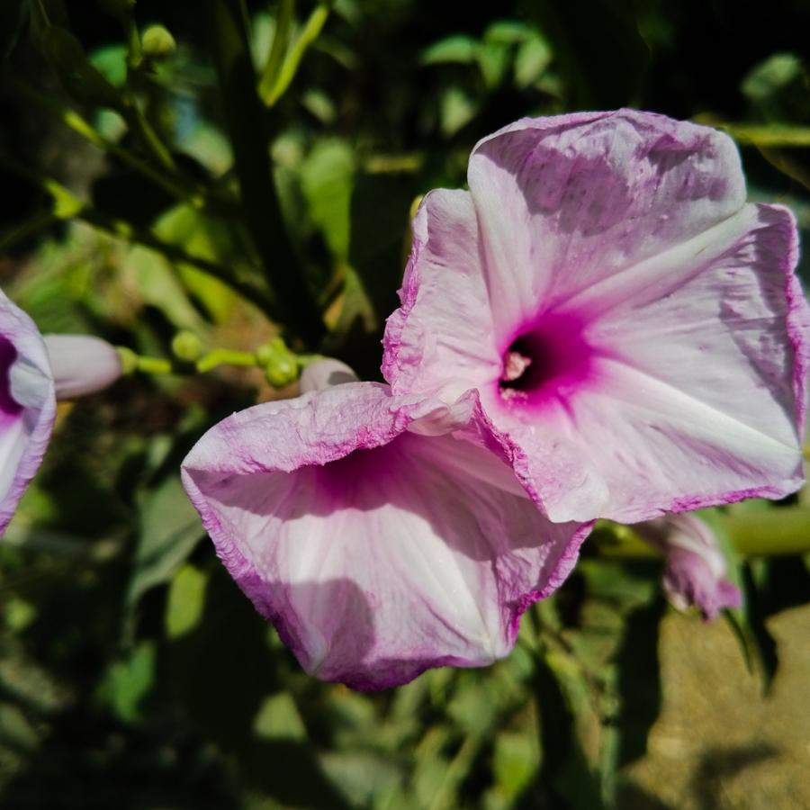 Познайте на кое любимо растение от детството научното име е „ипомея“