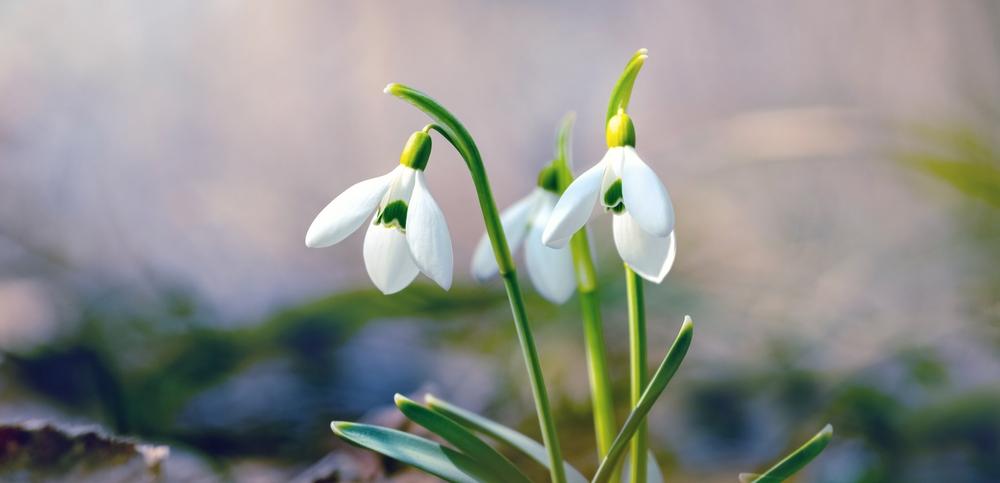 Кокичето е отровно