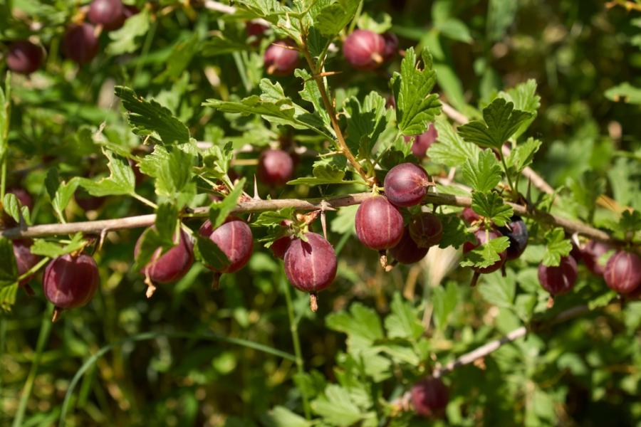 Здравословно хранене: защо е полезно цариградското грозде