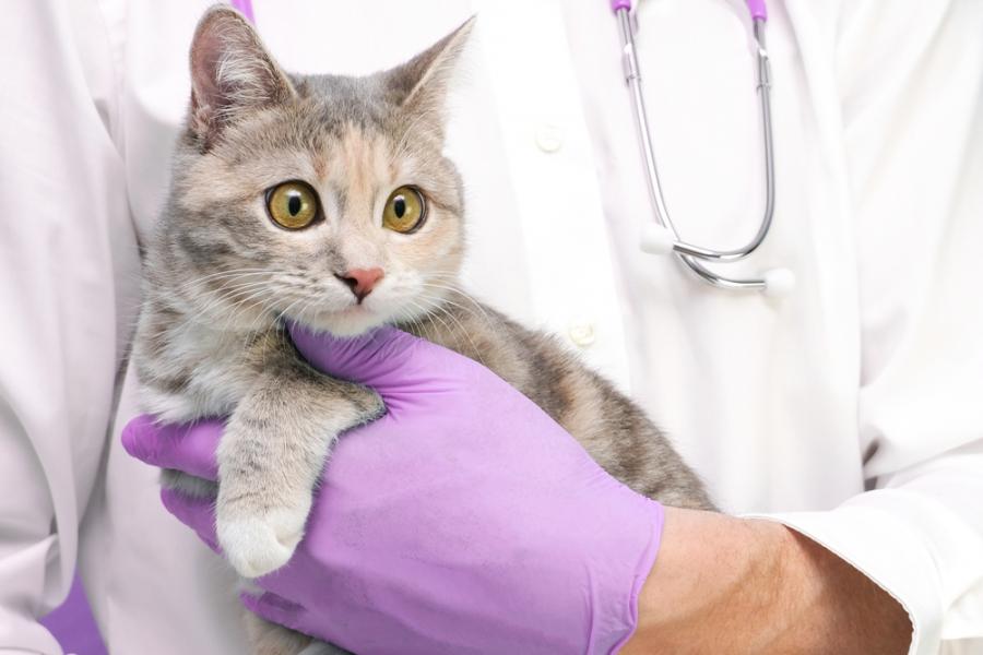 Проучване, проведено сред над 1 млн. екземпляра, установи най-често срещаните заболявания при котките