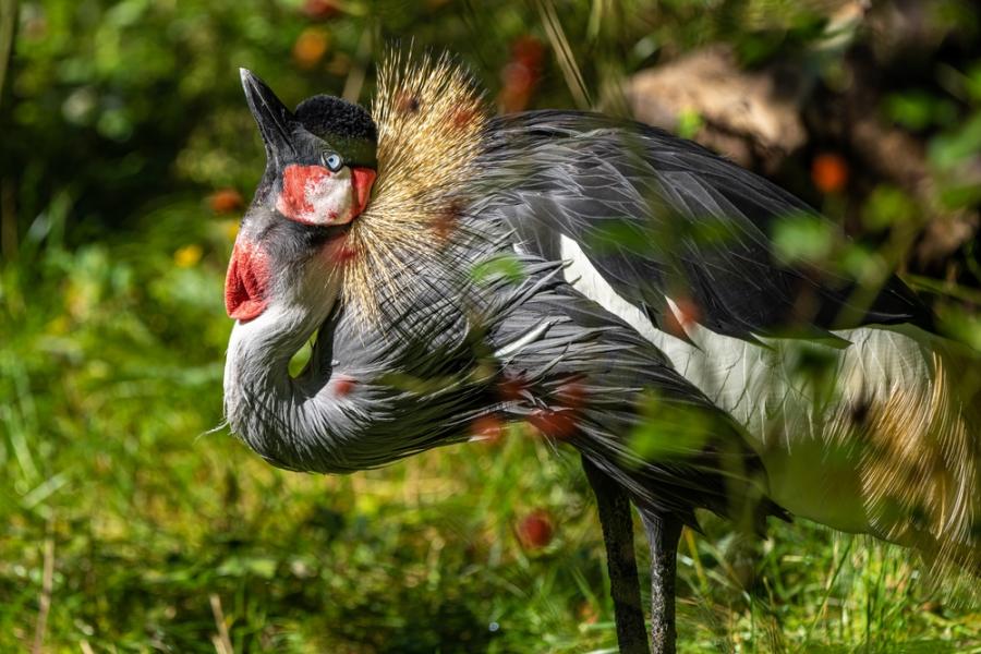 Летят жерави