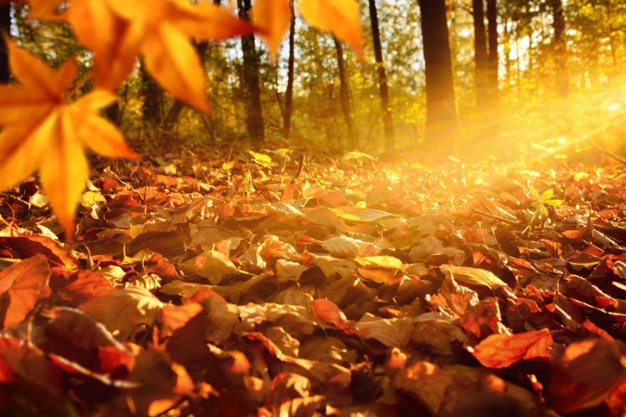 Ноември 2021 г. – петият най-топъл ноември за последните поне 43 г.