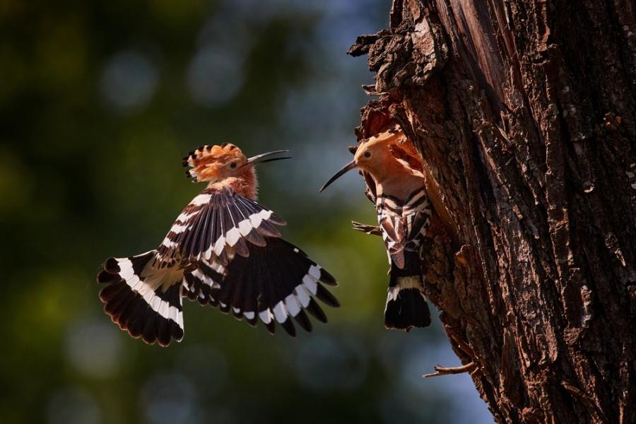 WWF започна мониторинг на птици в застрашени от климатичните промени гори