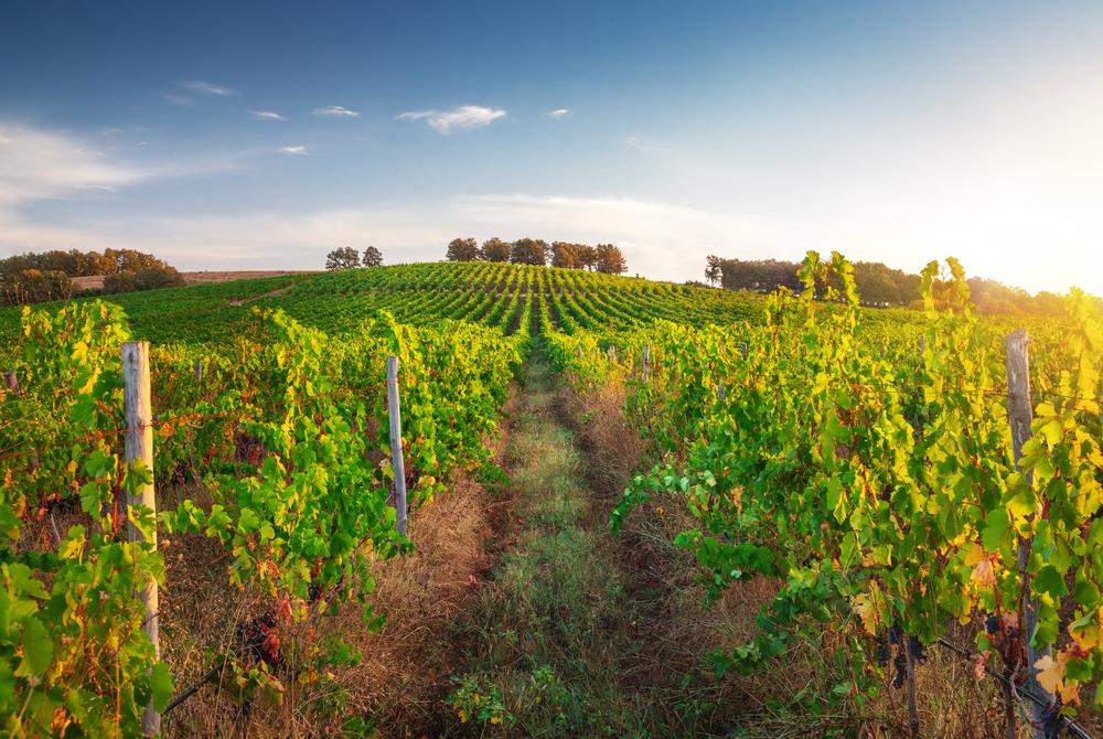 Карантинна болест заплашва българските лозя