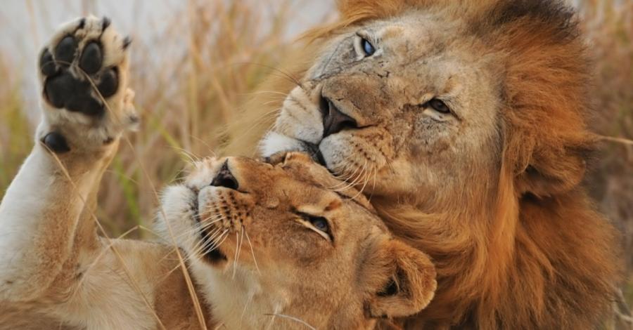Неразделна двойка възрастни лъвове бяха приспани заедно, за да не живеят един без друг