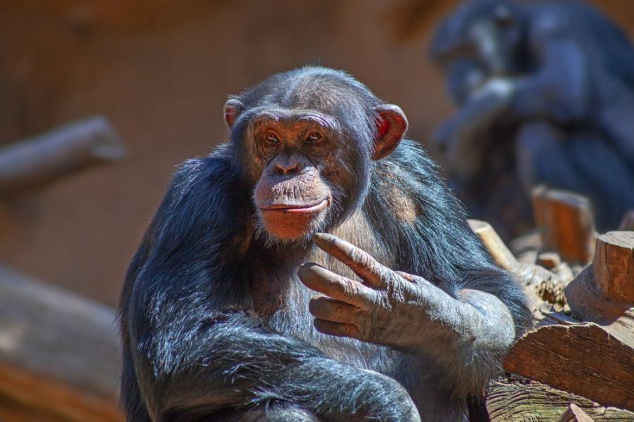 Учени наблюдаваха шимпанзета да използват военна тактика