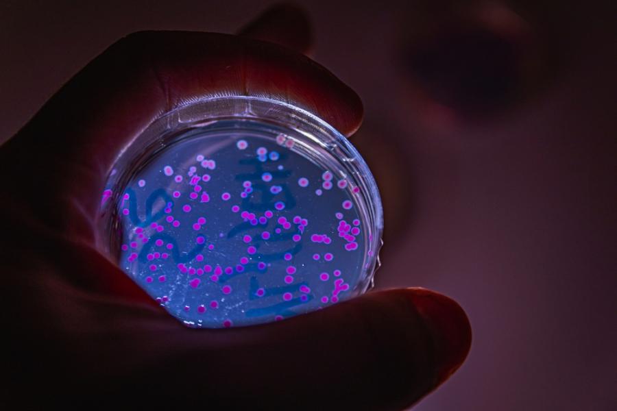 Бактериите съхраняват спомени и ги предават на поколенията