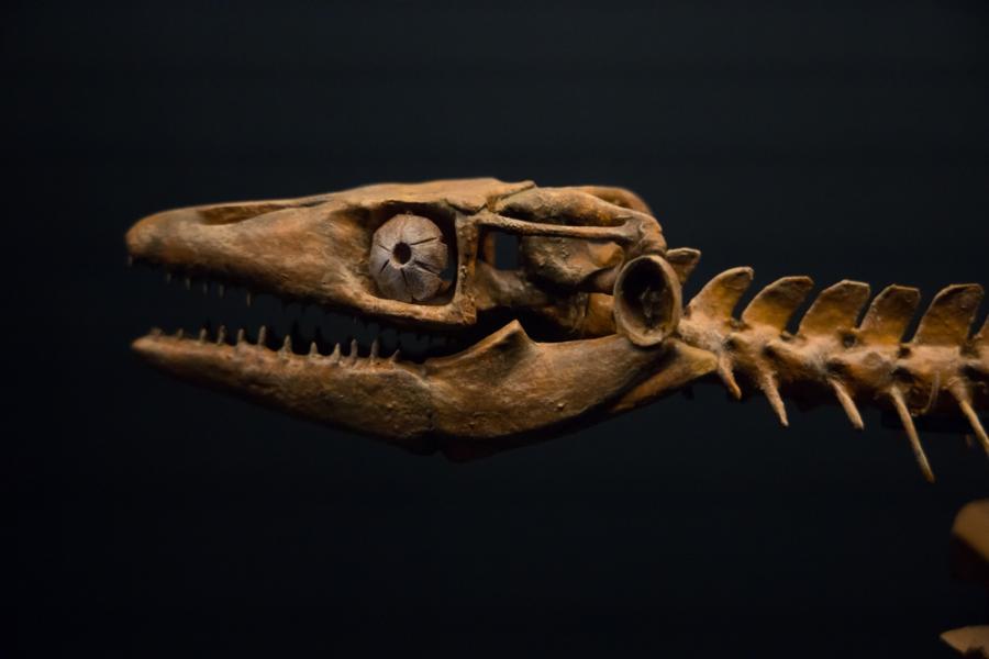 Зъб от морско влечуго показва, че мозазаврите са можели да живеят и в сладки води