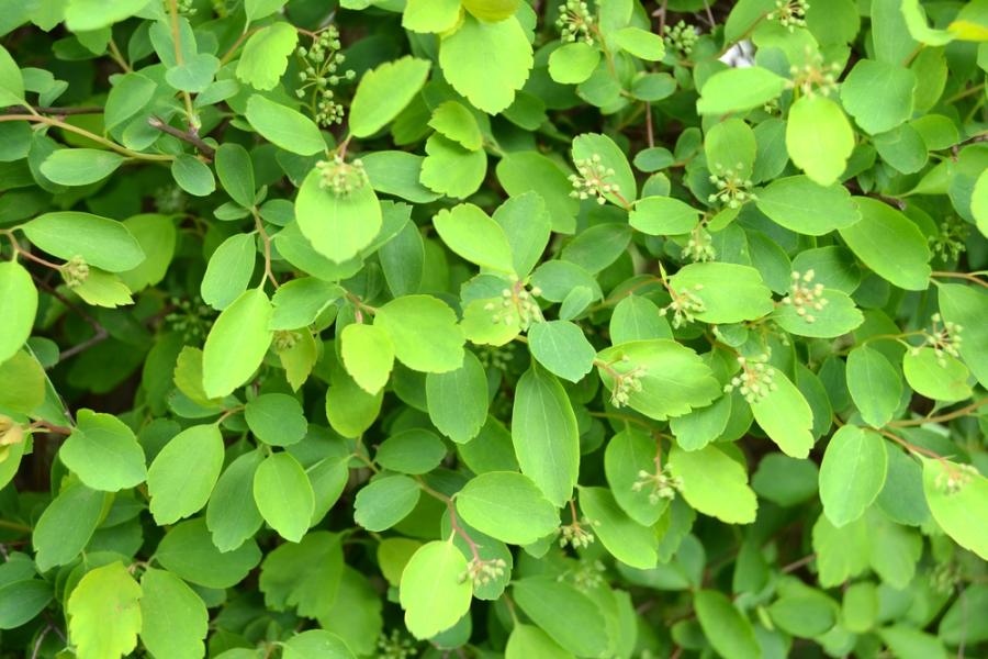 Учени откриха растителен „бактериален“ ген, който може да промени производството на лекарства