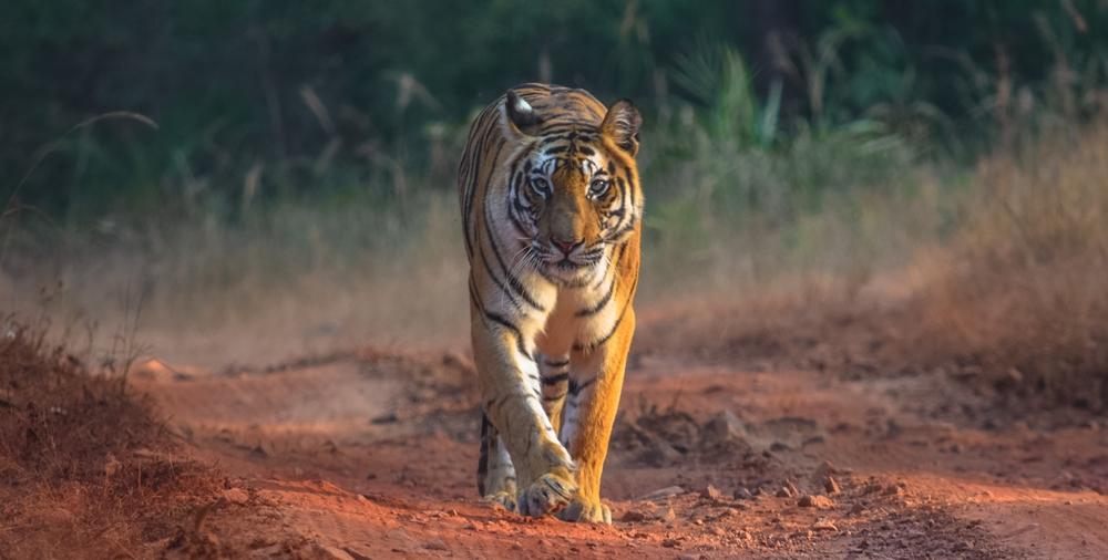 Виц: Какво трябва да се направи, ако тигър нападне тъща ви?