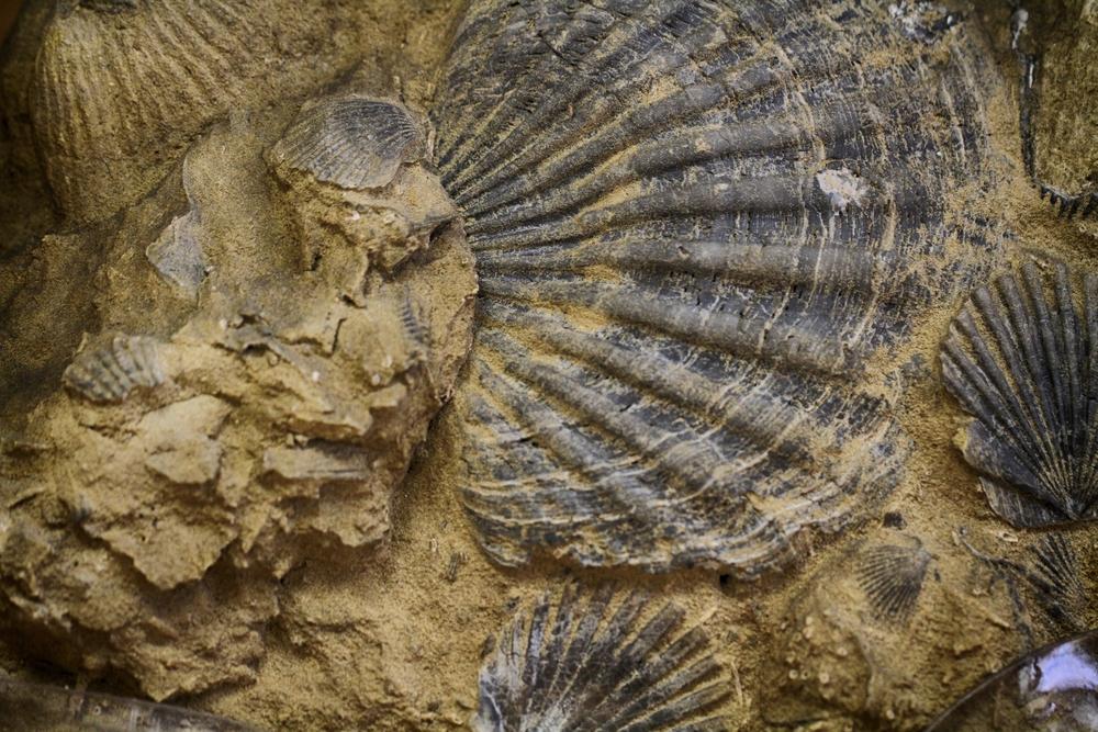 „Биотата от Хуаюан“ – нов ключ към камбрийските океани