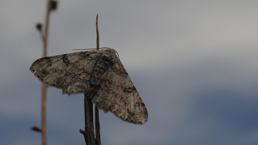 Учени откриха, че нощните пеперуди могат „да чуват“ ултразвуци, издавани от доматени насаждения