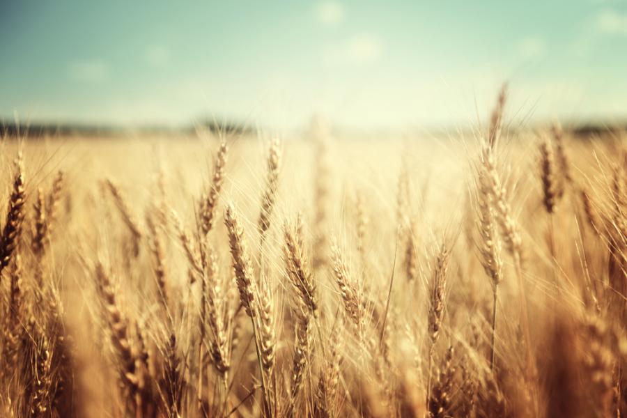 Застрашени ли са зърнените култури в Европа от нови гъбични токсини в резултат на климатичните промени?