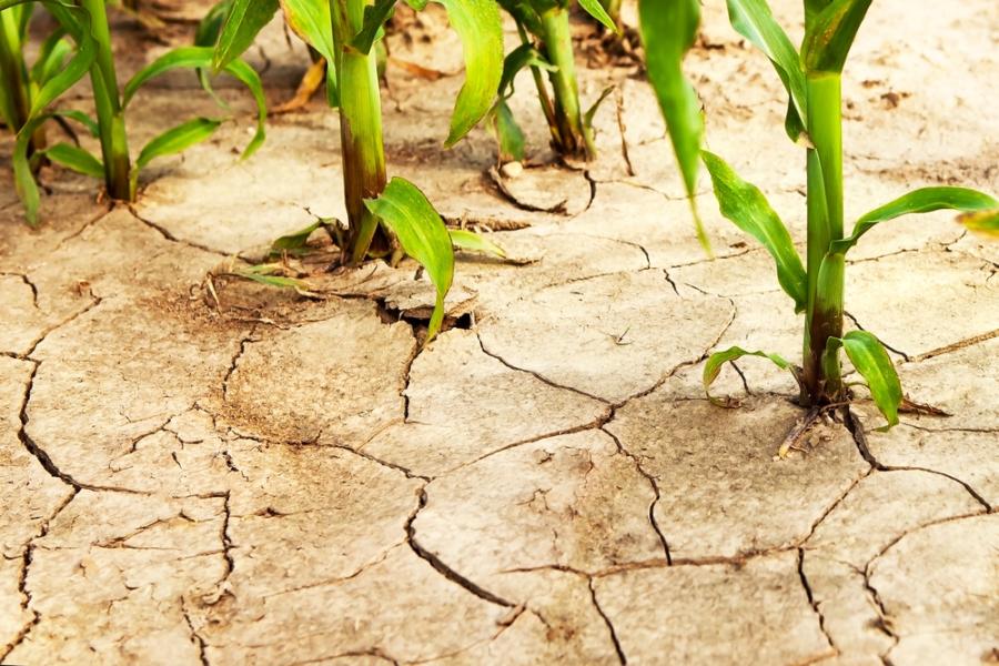 Рекордна суша е отчетена в началото на юни в Европа и по средиземноморското крайбрежие 