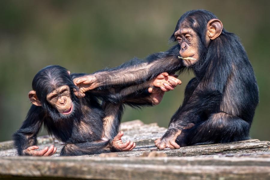 Дразненето сред маймуните може потенциално да обясни еволюцията на шегата