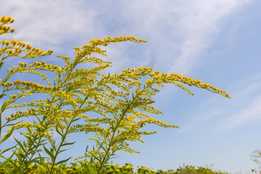 Това цвете може да се определи като интелигентно